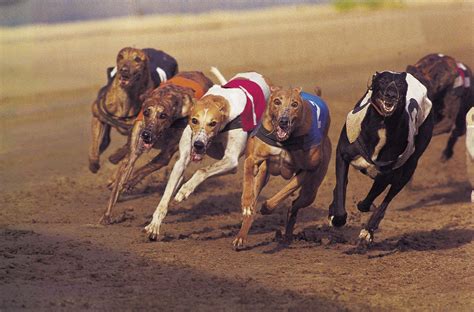 betvictor greyhounds|The History of Greyhound Racing .